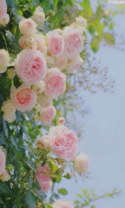 1983属猪的40岁以后命运如何