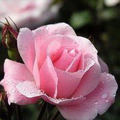 2021年属兔的学业运势