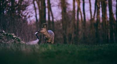 2024年农历二月初一的日子好吗?当天可以装修动土吗?_远洋城嶺墅 2024年农历二月初一的日子好吗?当天可以装修动土吗?_远洋城嶺墅