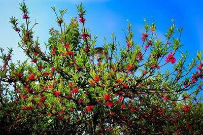 八字看婚姻与子女信息