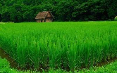 龙华镇找人算装饰风水多少钱【陆叁荷（淼淼）风水师】