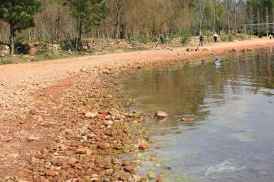 奶茶刘若英的婚姻能幸福吗