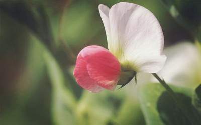 家里养什么植物可以辟邪_保利观澜漫城