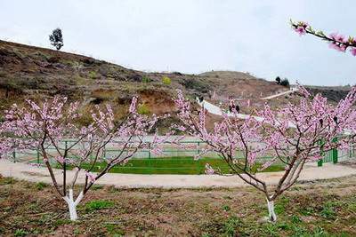 在家里财位放绿植好吗，家里财神位下摆放植物可以吗_半山华府