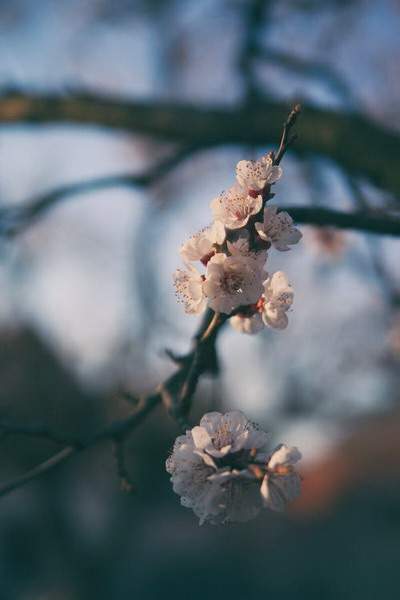 沙坪坝专业風水大師哪个看得准