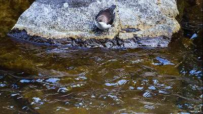 南岸哪个能看车库的風水老师
