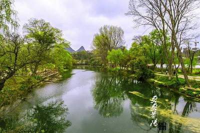 进门餐桌上放什么風水植物好