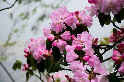荔枝街道哪个阳宅风水大师看茶餐厅风水最厉害【陈叁悟风水师】
