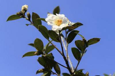 渝中有水平的風水哪个更厉害