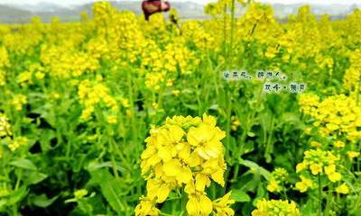 綦江区石角镇哪个易学風水师看面馆風水出名