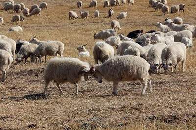 北碚算命师傅哪个預測厉害