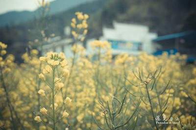 垫江正宗风水策划大师哪个出名