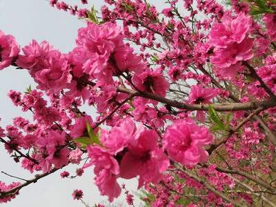 云阳专业的風水有哪些