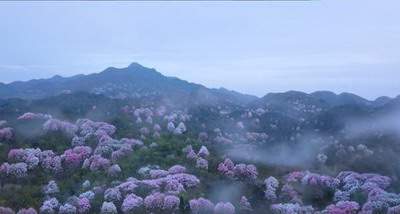 招桃花 风水