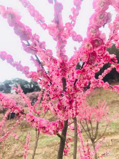 2023癸卯年风水大利什么方向正北方是桃花位