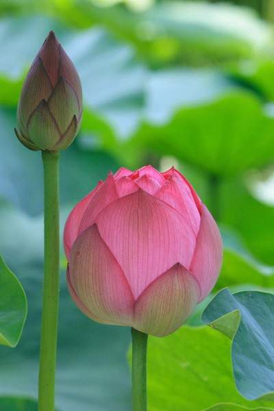 永川哪里有看茶馆的風水命理大師