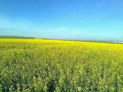 大渡口本地著名的算命师傅哪个有名气