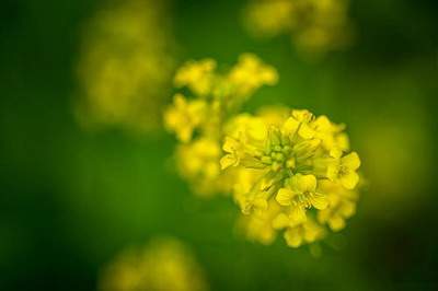 明财位摆放什么植物最招财_北城布丁house