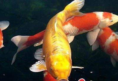 九龙坡哪里可以请到看商业中心的易学风水师