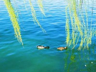 北碚有水平的風水哪个有名些