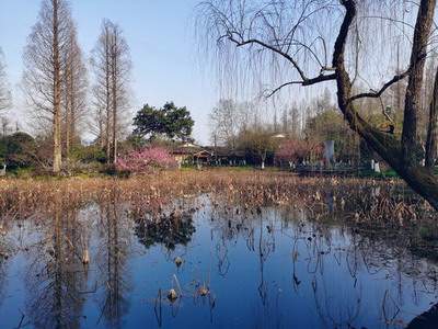 家里养什么鱼风水好，招财_天骄公园