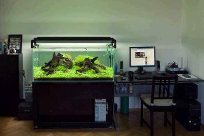 儿童房间植物風水