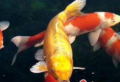 餐厅風水布局有什么禁忌注意_金科博翠未来