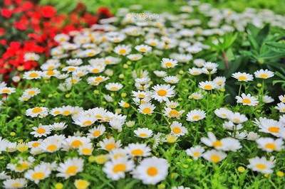 大渡口哪里有看美容美发店的易经風水大師