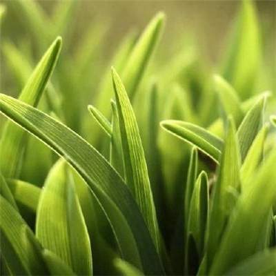 改善爱情运势的家居風水