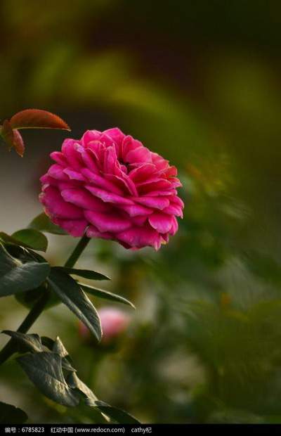 九龙坡哪里找看职业学校的命理大師