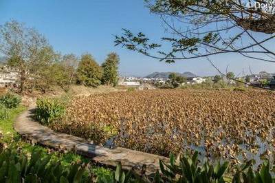大渡口正宗风水命理大师哪个最好