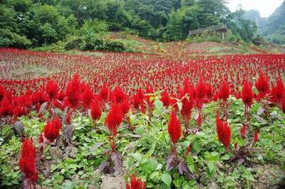 大渡口看农村住宅風水哪个風水老师更有名气