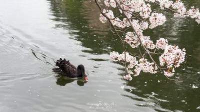 成都哪个風水改运大師看家居風水預測厉害