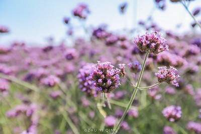 江北哪个易学風水大師看店铺装修風水算命最厉害