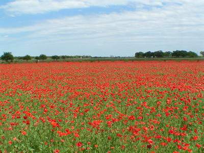 渝中哪个風水命理大師看茶餐厅風水算命最厉害