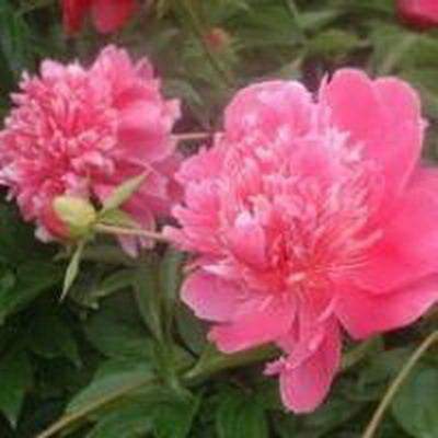 2020年农历十二月初七出生的女孩五行缺什么命好吗