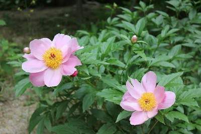 奉节看建房子風水哪个易学風水大師最有名