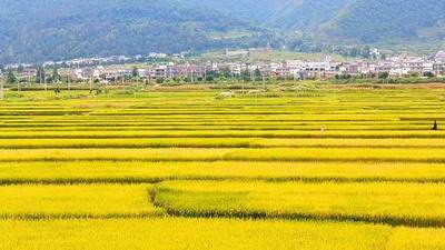 电脑桌面放什么图片旺财