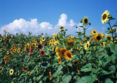 忠县哪个易学风水大师看店铺装修风水出名
