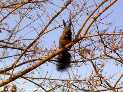 武隆哪个阳宅風水大師看宠物風水算命最准