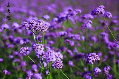 万州看茶室風水哪个風水玄学大師最厉害