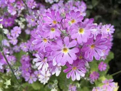 八塘镇算命大师算农村建筑风水收费是多少【陆叁荷·淼淼风水师】