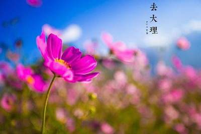 上巳节要干什么，2027年上巳节是哪一天？