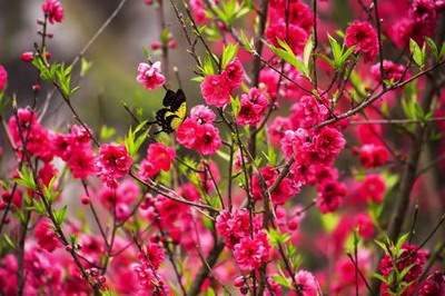 江津哪个風水策划大師看茶室風水有名气