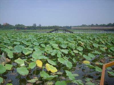 合川哪个周易風水师看居家風水更厉害