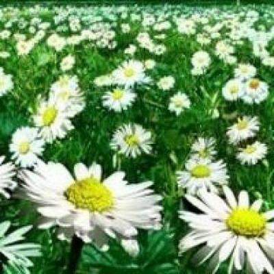 黔江哪个风水专家看农村平房风水更有名