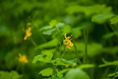 渝中看西餐厅風水哪个命理風水师更有名气
