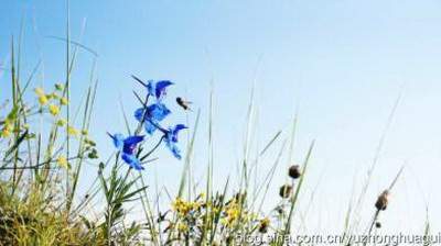巴南哪个堪舆大師看宠物風水看得准