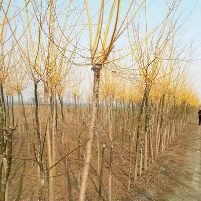 巴南哪个阳宅风水大师看住宅风水口碑最好