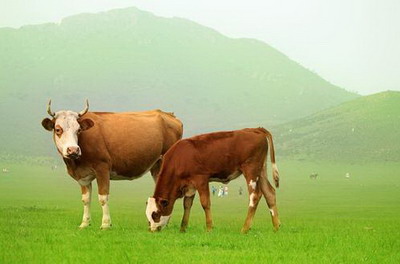 生肖牛会在人生哪个阶段遭遇财政危机？
